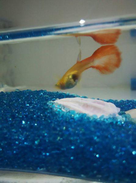 孔雀鱼生小鱼作文5篇