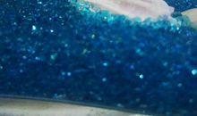 孔雀鱼生小鱼作文5篇