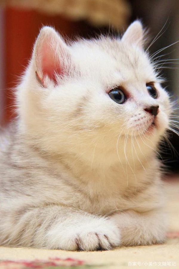 小学生作文:姥姥家的猫 1