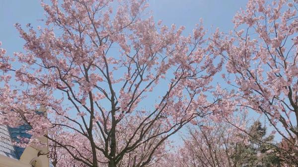 六年级作文展 7