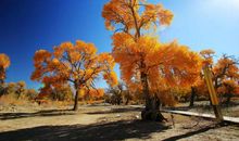 读后感：读《活着》有感
