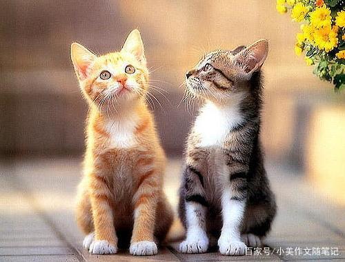 小学生作文:姥姥家的猫 2