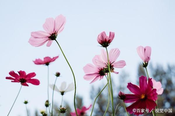 会写各种文体、发表无数文章的我,差点被同事孩子的作文逼疯 3