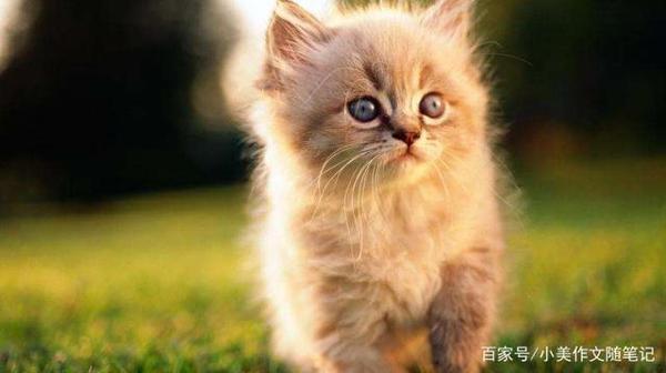 小学生作文:姥姥家的猫 3