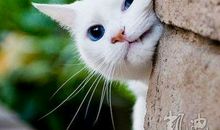 猫眼看人 想象变成猫的作文500字