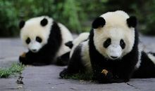 熊猫的独白 想象变成动物的作文600字