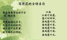 诗词是什么？ 初二议论文500字