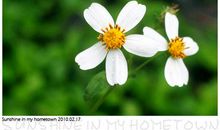 想念我的家乡我的家乡英语作文