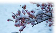 轻松掌握小窍门，学会写托物言志类小作文