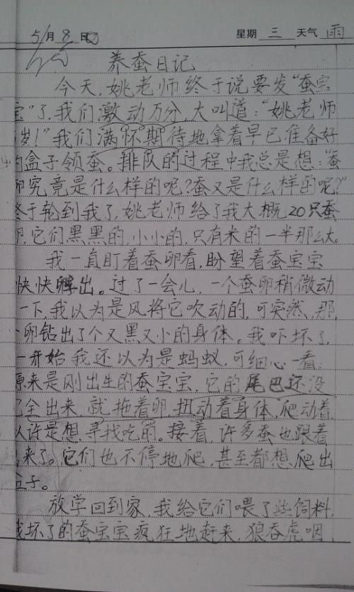 蚕绅士 养蚕作文400字