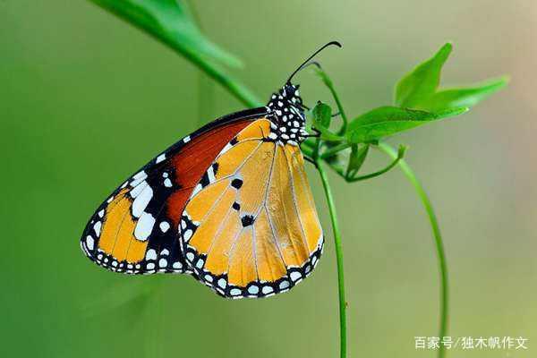 三年级作文：捕蝶记