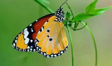 三年级作文：捕蝶记