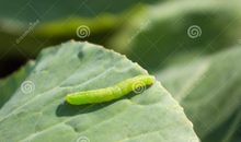 卷心菜的毛虫作文650字