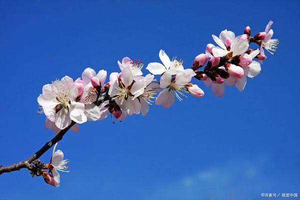 小学六年级作文之如何确定自己的语言风格 6
