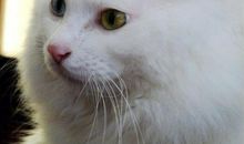 小白猫捕鼠记 四年级想象作文600字