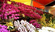 春节逛花市 四年级记叙文600字