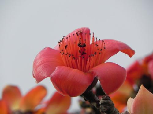 那年，木棉花开-优秀记叙文600字