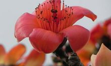 那年，木棉花开-优秀记叙文600字