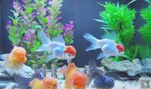 可爱的金鱼 我家的金鱼作文500字