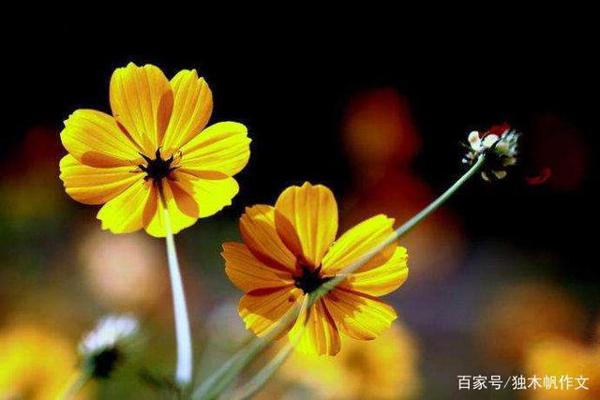 三年级作文:春来了