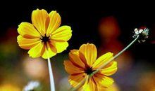 三年级作文：春来了