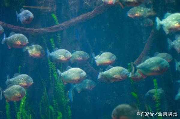 五年级小学生的一篇习作，如何写出钉钉优秀作文？ 8