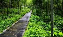 浅析造纸污泥在竹林基地上的肥效的论文