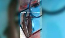 娃娃鱼 我家的娃娃鱼作文400字