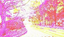 后来，春暖樱花开-战疫作文800字