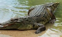 我的平嘴“鳄鱼” 五年级动物作文500字