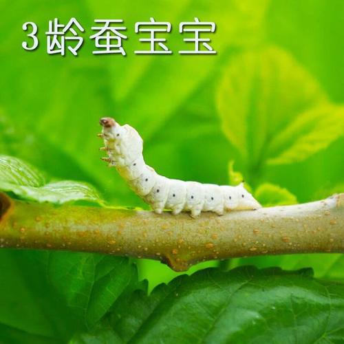 蚕宝宝 可爱的蚕宝宝作文600字