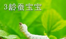 蚕宝宝 可爱的蚕宝宝作文600字