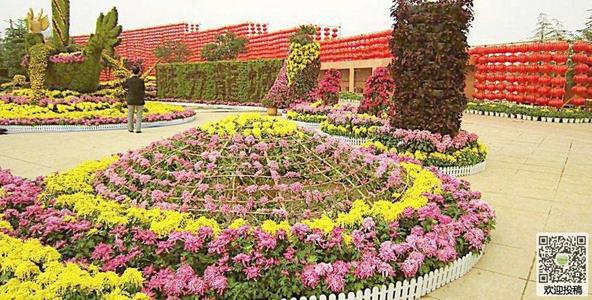 菊花 美丽的菊花300字