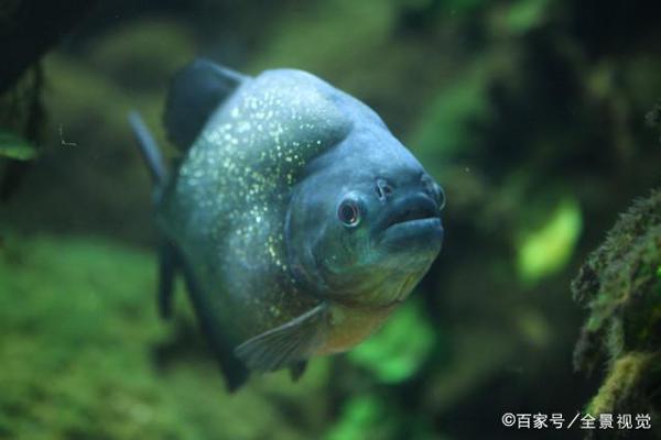 五年级小学生的一篇习作，如何写出钉钉优秀作文？ 7