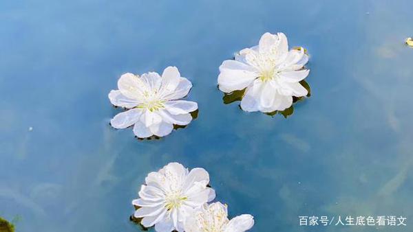 中学语文,素材来源于生活没错,但作文必须精心选择苦心经营