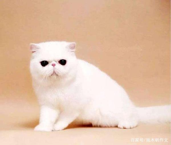 二年级作文:我想养的小动物写话