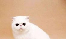 二年级作文：我想养的小动物写话