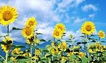 向日葵的信使作文