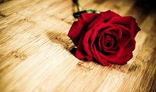 大班音乐活动送我一枝玫瑰花教案