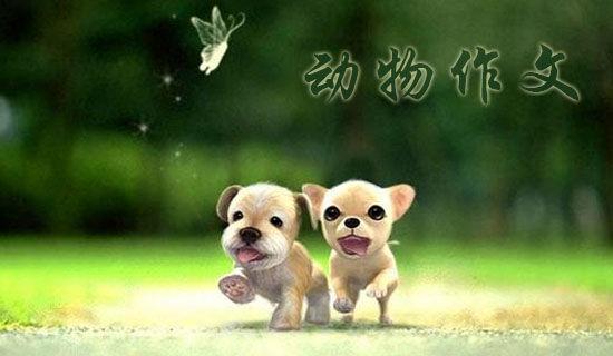小班科学活动动物走路教案