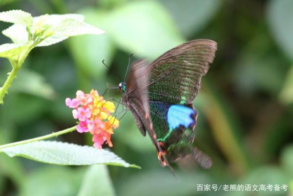 高考作文辅导36:祖国发展我成长,民族复兴我奋斗 1