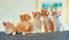 猫-关于动物的作文800字