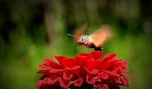 高考作文辅导36：祖国发展我成长，民族复兴我奋斗