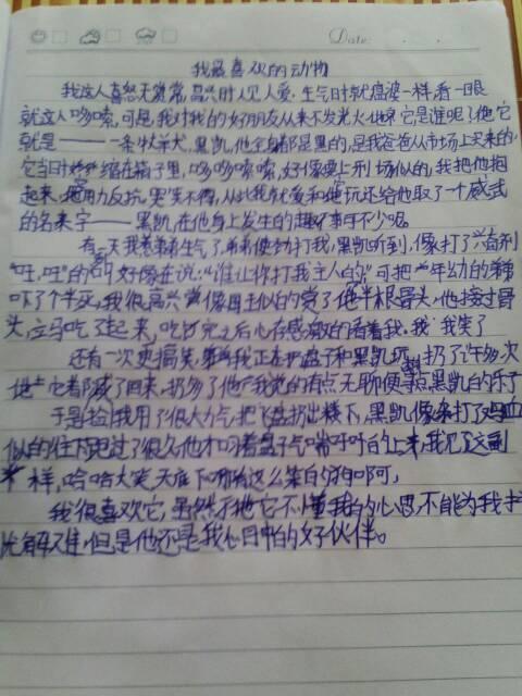 巧克力-我家的小狗作文800字