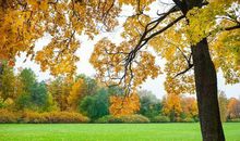 描写秋天的作文素材，家长来看看！