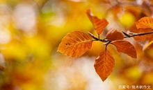 六年级作文：秋天的树叶