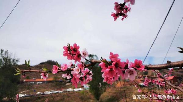 中学语文,素材来源于生活没错,但作文必须精心选择苦心经营 3