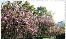 四年级学生作文：美丽的校园