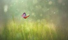 一只小黄狗作文