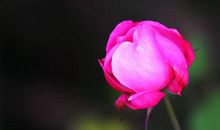 爱拼才会赢作文550字